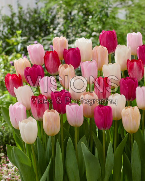 Tulipa Barcelona mix Tulipa Barcelona mix