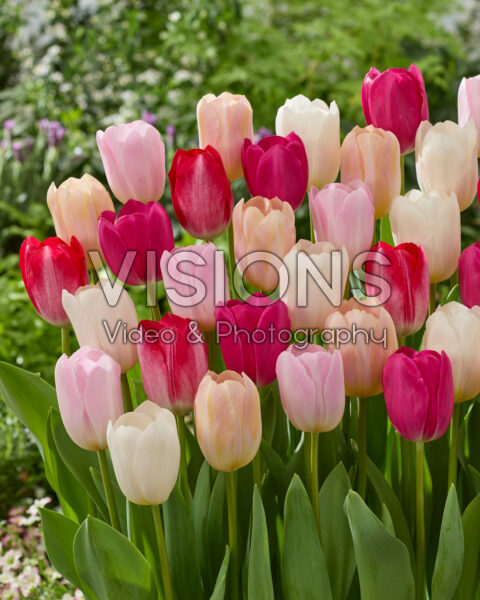 Tulipa Barcelona mix Tulipa Barcelona mix