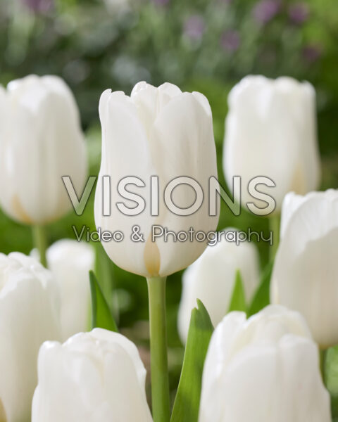 Tulipa Movana Tulipa Movana