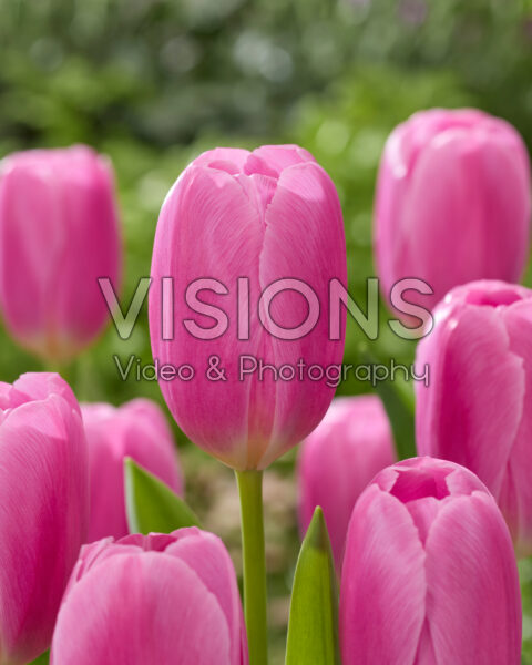 Tulipa Lavena Tulipa Lavena