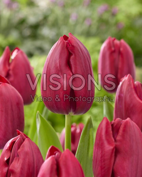 Tulipa Podcast Tulipa Podcast