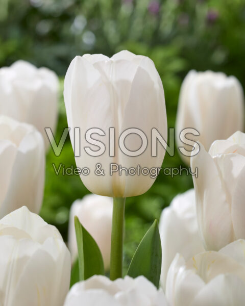 Tulipa Barcelona Blanca Tulipa Barcelona Blanca