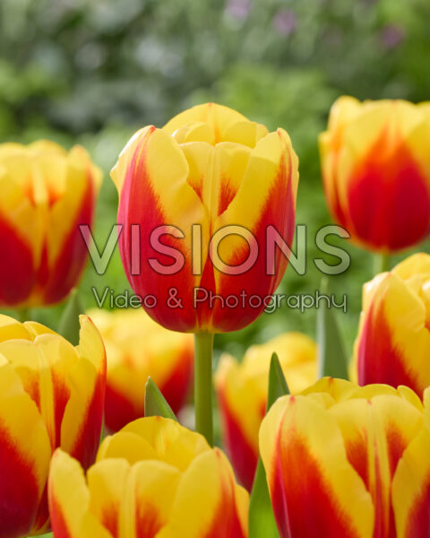 Tulipa Sante Tulipa Sante