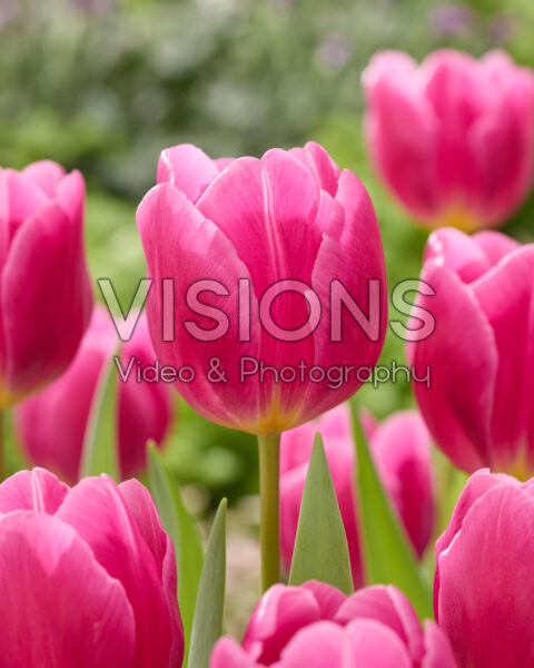 Tulipa Pink Majesty Tulipa Pink Majesty