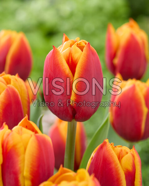 Tulipa Atlas Tulipa Atlas