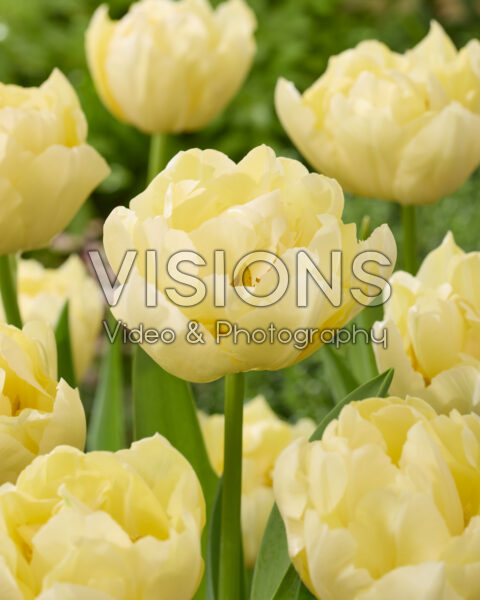 Tulipa Verona Ice Tulipa Verona Ice