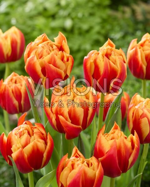 Tulipa Edition Tulipa Edition
