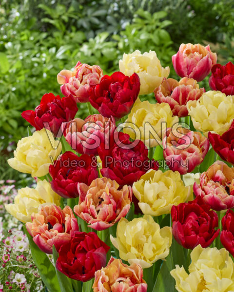 Tulipa Verona mix Tulipa Verona mix