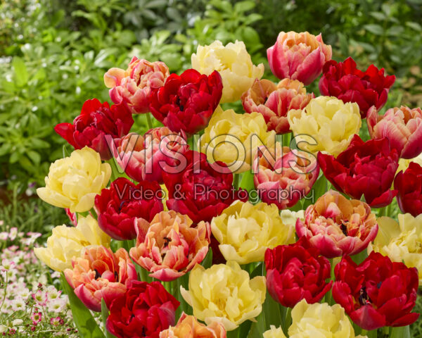 Tulipa Verona mix Tulipa Verona mix