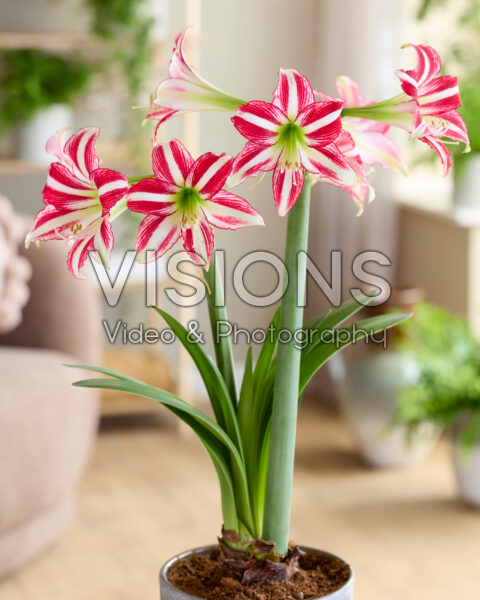 Hippeastrum Santiago Hippeastrum Santiago