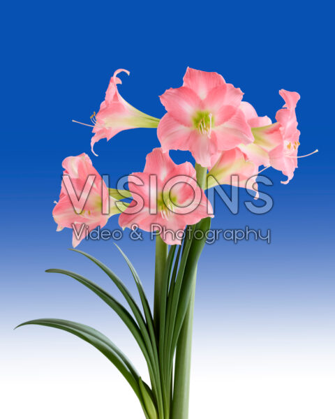 Hippeastrum Rebecca Hippeastrum Rebecca
