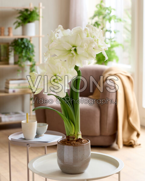Hippeastrum Polar Belle Hippeastrum Polar Belle