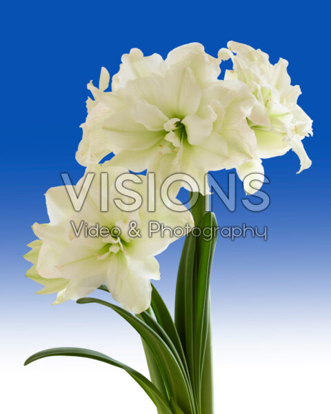 Hippeastrum Polar Belle Hippeastrum Polar Belle