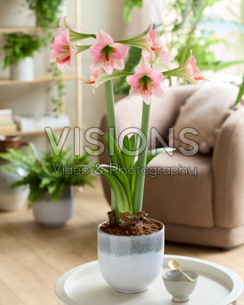 Hippeastrum Misty Hippeastrum Misty