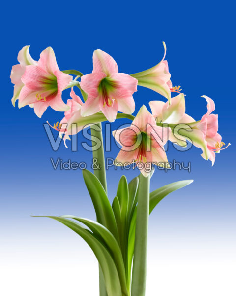Hippeastrum Misty Hippeastrum Misty