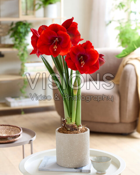 Hippeastrum Tempranillo Hippeastrum Tempranillo