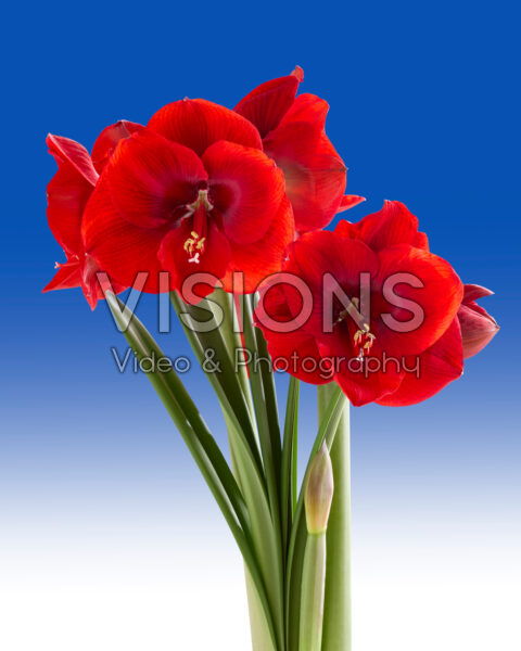 Hippeastrum Tempranillo