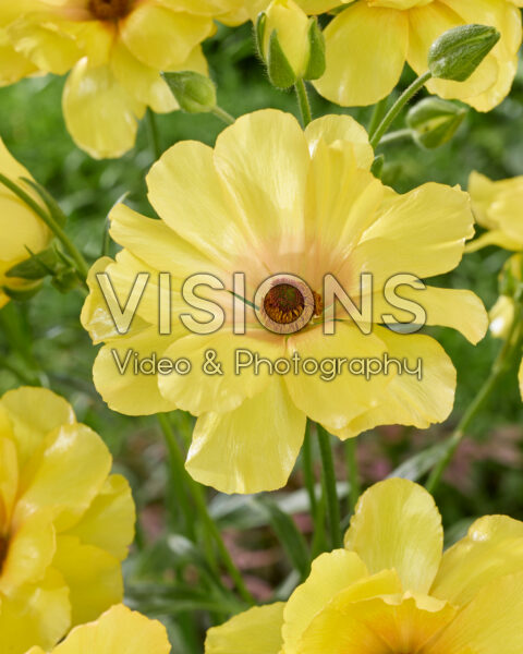 Ranunculus Butterfly™ Dione® Ranunculus Butterfly™ Dione®