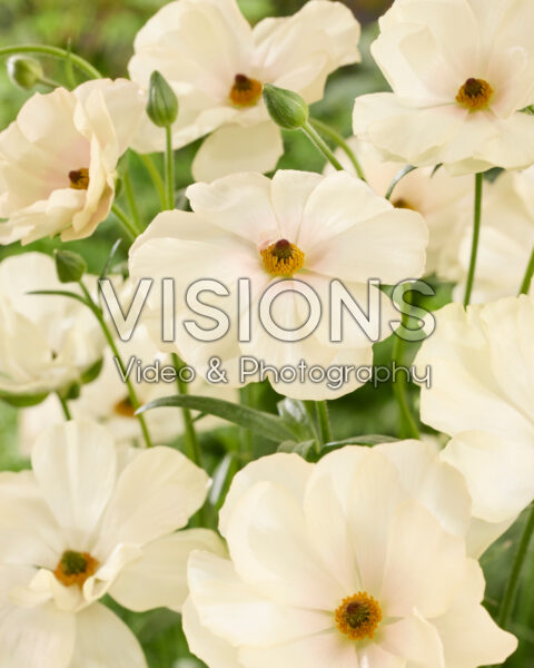 Ranunculus Butterfly™ Keramos® Ranunculus Butterfly™ Keramos®