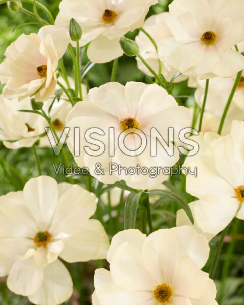 Ranunculus Butterfly™ Keramos® Ranunculus Butterfly™ Keramos®