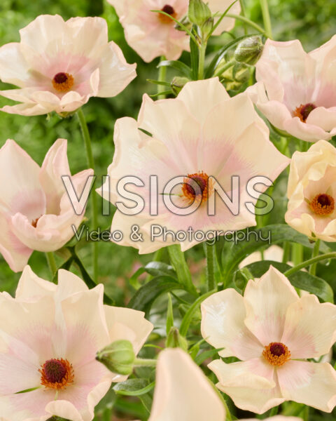 Ranunculus Butterfly™ Melissa® Ranunculus Butterfly™ Melissa®