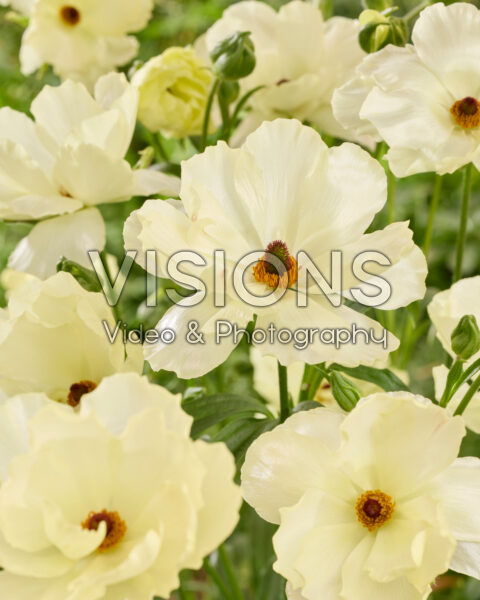 Ranunculus Butterfly™ Litai® Ranunculus Butterfly™ Litai®