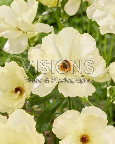 Ranunculus Butterfly™ Litai® Ranunculus Butterfly™ Litai®