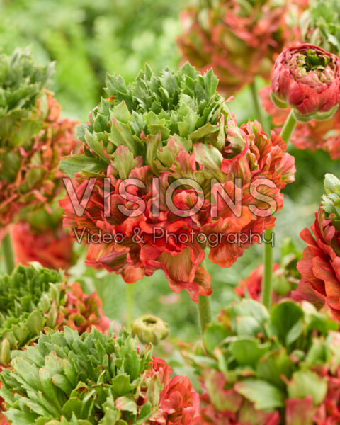 Ranunculus Crown Bastille® Ranunculus Crown Bastille®