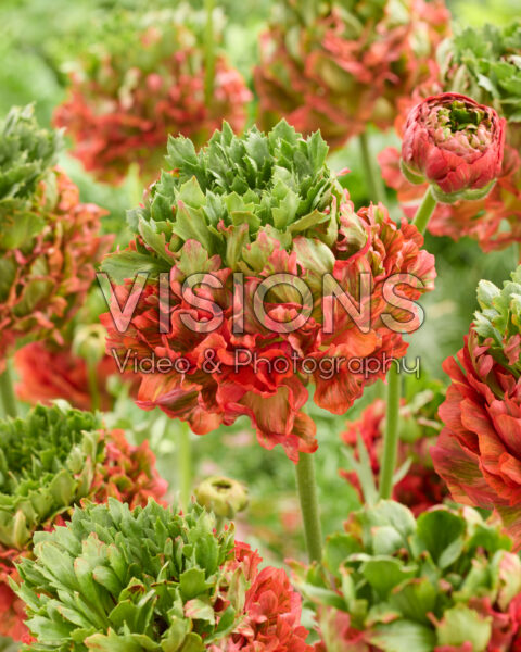 Ranunculus Crown Bastille® Ranunculus Crown Bastille®