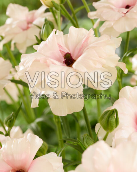 Ranunculus Butterfly™ Ariadne® Ranunculus Butterfly™ Ariadne®