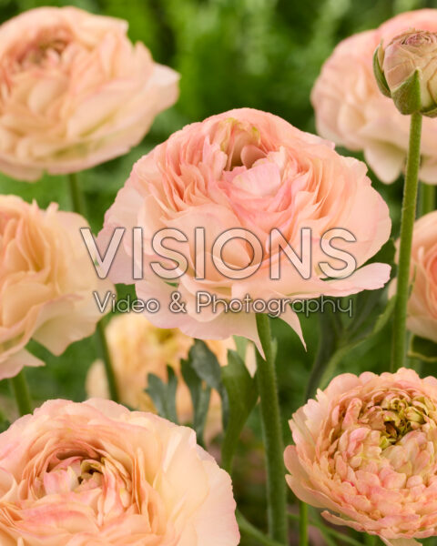 Ranunculus Romance™ Plage® Ranunculus Romance™ Plage®