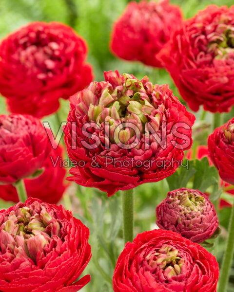 Ranunculus Romance⢠Odon® Ranunculus Romance⢠Odon®
