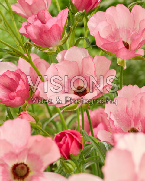 Ranunculus Butterfly™ Lycia® Ranunculus Butterfly™ Lycia®