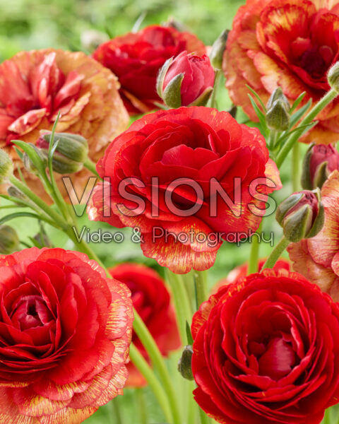 Ranunculus Butterfly™ Hades® Ranunculus Butterfly™ Hades®