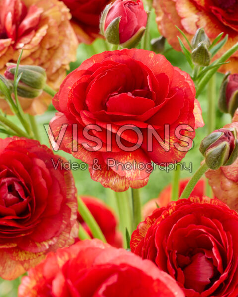 Ranunculus Butterfly™ Hades® Ranunculus Butterfly™ Hades®