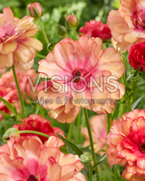 Ranunculus Butterfly™ Musa® Ranunculus Butterfly™ Musa®