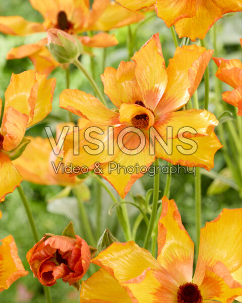 Ranunculus Butterfly™ Minoan® Ranunculus Butterfly™ Minoan®