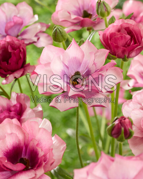 Ranunculus Butterfly™ Thiva® Ranunculus Butterfly™ Thiva®