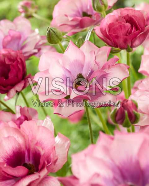 Ranunculus Butterfly™ Thiva® Ranunculus Butterfly™ Thiva®