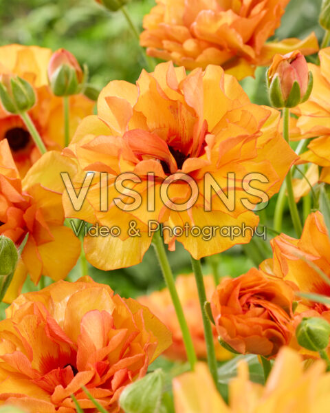 Ranunculus Butterfly™ Phosphorus® Ranunculus Butterfly™ Phosphorus®