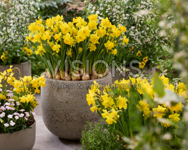 Narcissus Say Cheese Narcissus Say Cheese
