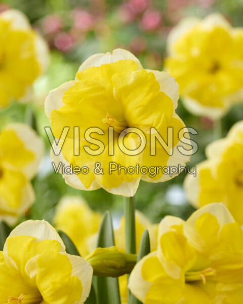 Narcissus Growers Love Narcissus Growers Love