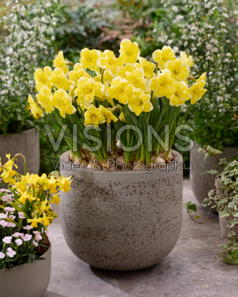 Narcissus Growers Love Narcissus Growers Love