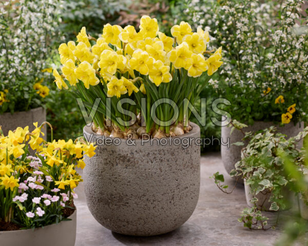 Narcissus Growers Love Narcissus Growers Love