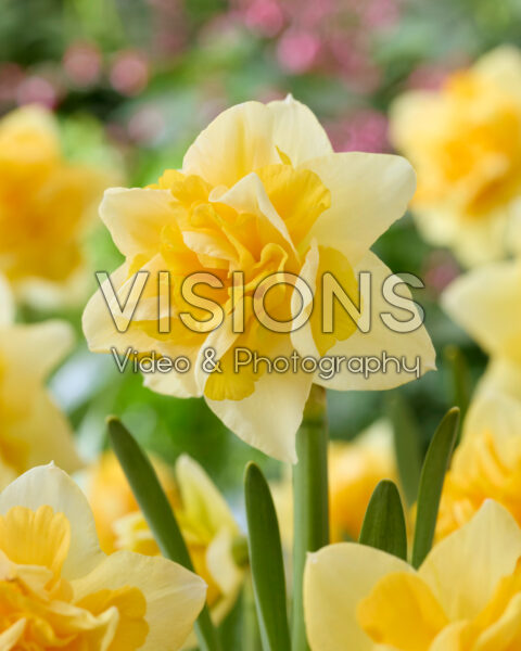 Narcissus Growers Beauty Narcissus Growers Beauty