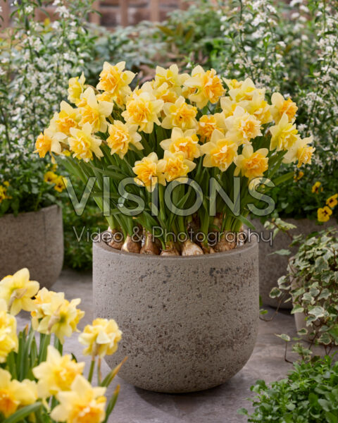 Narcissus Growers Beauty Narcissus Growers Beauty