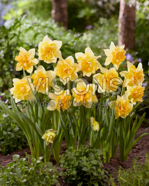 Narcissus Growers Beauty