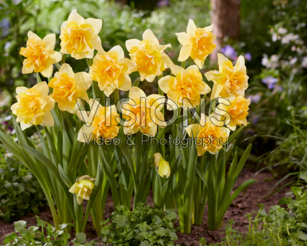Narcissus Growers Beauty Narcissus Growers Beauty