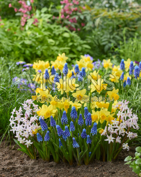 Spring flowers mixed Spring flowers mixed