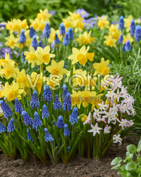 Spring flowers mixed Spring flowers mixed